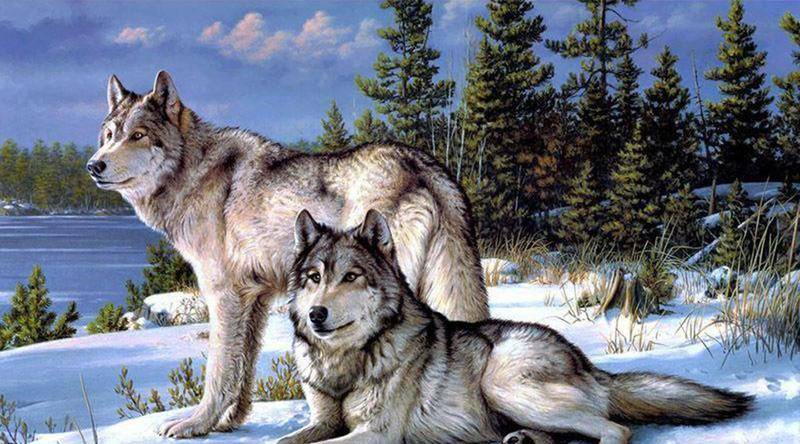 北部独狼变狼群,唐斯驪登进击不敌工 北部独狼变狼群,唐斯驪登进击不敌工