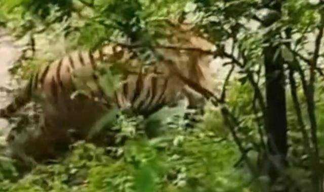 英国威廉希尔-吉林东北虎坐失良机，遭遇三连败