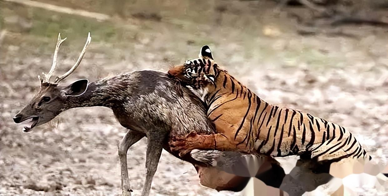 吉林东北虎坐失良机,遭遇三连败 吉林东北虎坐失良机,遭遇三连败