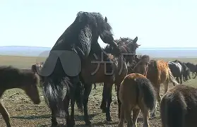 马鲁设森斯欲倒柯马汉,同俱手推更 马鲁设森斯欲倒柯马汉,同俱手推更